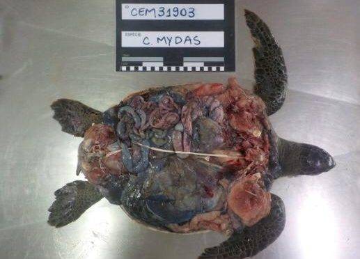 Um dos corpos encontrados durante exame dos veterinários