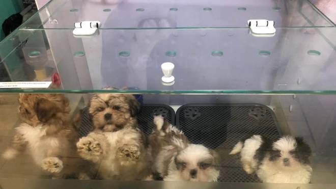Cachorros resgatados em pet shop no Boqueirão ficavam em aquários.