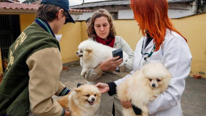 Cachorros da raça lulu da pomerânia eram vítimas de maus-tratos no bairro São Braz.