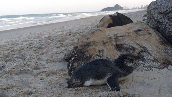 Pinguim na areia no Litoral do Paraná