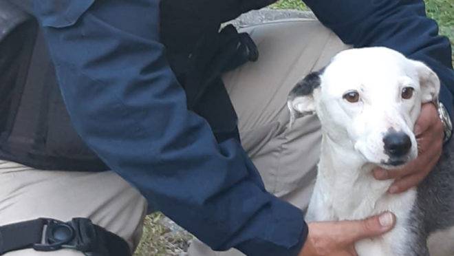 Cadela foi resgatada pela PRF com muitas feridas em decorrência de um câncer.