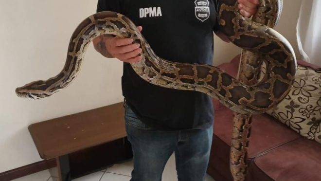 A maior cobra apreendida pela Polícia Civil em Colombo tinha 4 m.