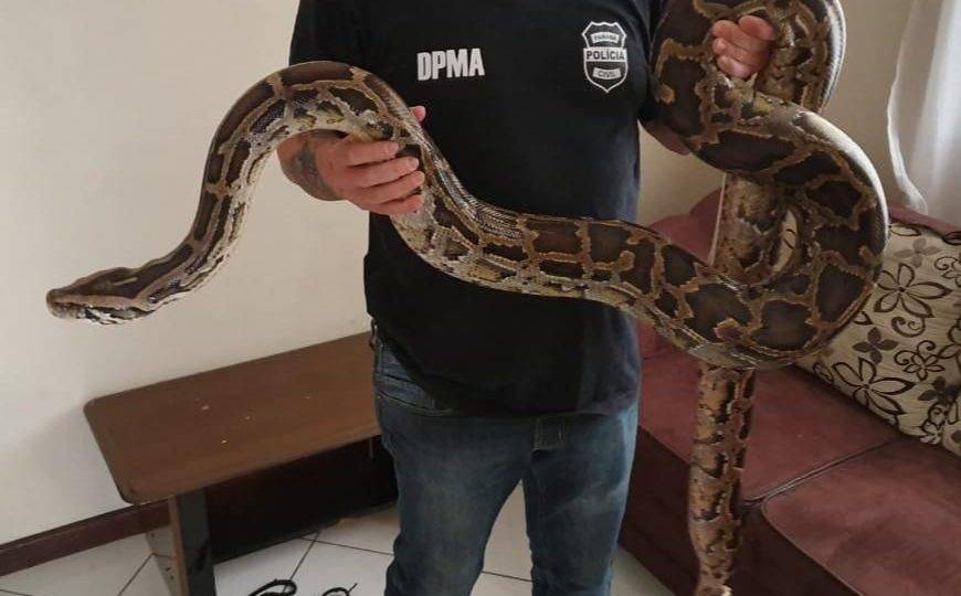Polícia Civil apreende cobras e aranhas em residência da região de Curitiba A maior cobra apreendida pela Polícia Civil em Colombo tinha 4 m.