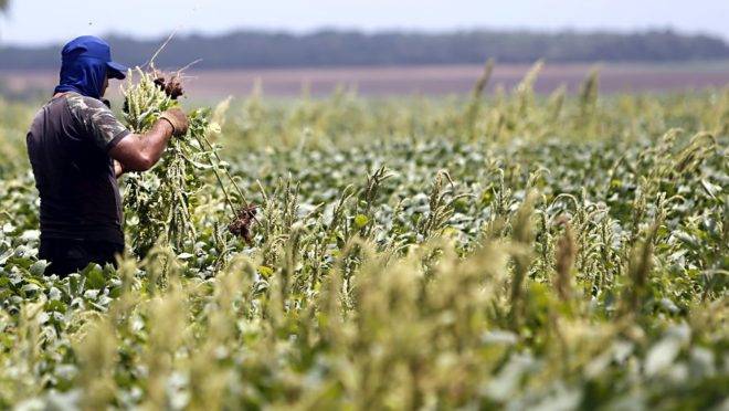 Colheita de soja na região de Campo Novo do Parecis, no Mato Grosso. Lavoura infestada pela buva, planta daninha resistente ao glifosato.