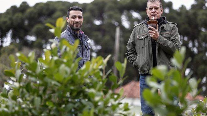 Os pesquisadores da Embrapa Florestas Ives Clayton Gomes dos Reis Goulart e Joel Ferreira Penteado Junior desenvolveram um manual para o cultivo da erva-mate no Brasil.