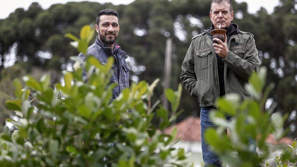 Mercado internacional está sedento por erva-mate brasileira Os pesquisadores da Embrapa Florestas Ives Clayton Gomes dos Reis Goulart e Joel Ferreira Penteado Junior desenvolveram um manual para o cultivo da erva-mate no Brasil.