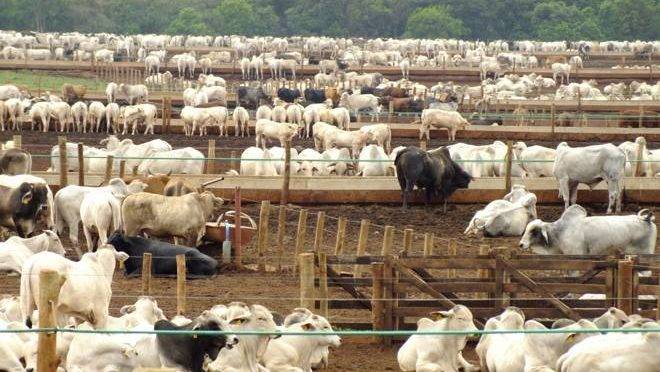 Médicos veterinários e técnicos agrícolas contratados por concurso público irão atuar em barreiras sanitárias contra a febre aftosa.