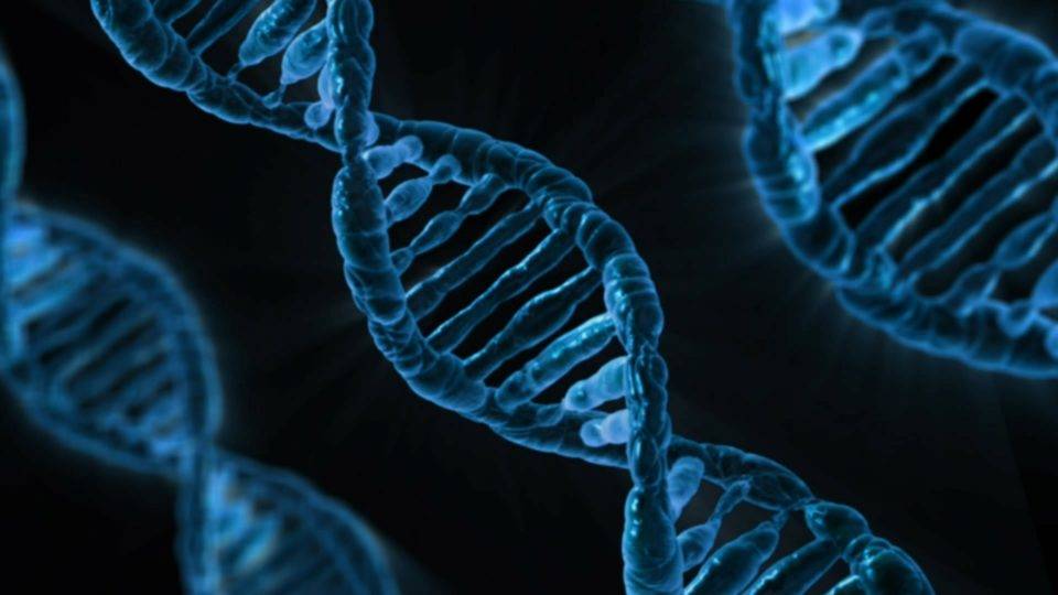 gene pesquisa homossexualidade revista science