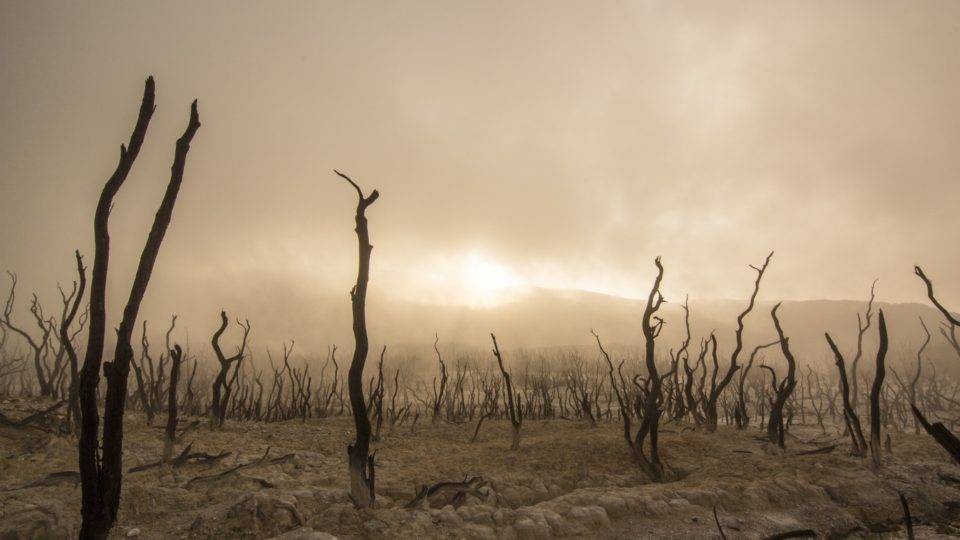 Ecossocialismo: a ideologia que se disfarça de verde para destruir o capitalismo O ecossocialismo afirma que o capitalismo é um desvio destrutivo para a sociedade e também para outros seres vivos e o meio ambiente.