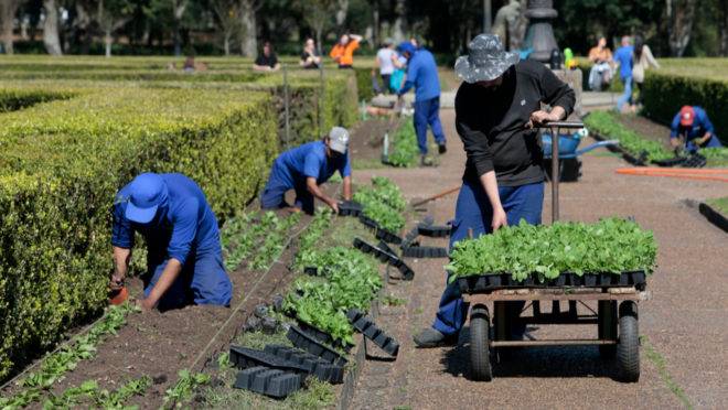 Mudas de petúnias estão sendo plantadas no Jardim Botânico para o Outubro Rosa.