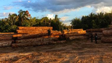 Desmatamanto ilegal no Pará.