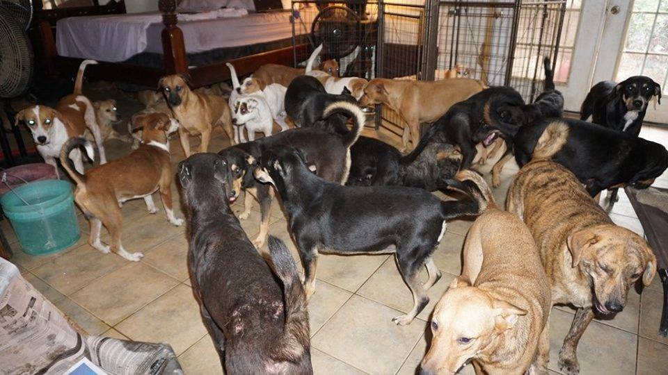 Mulher de Nassau recolhe cachorros de rua para protegê-los do furacão Dorian