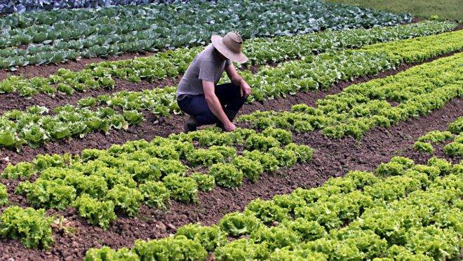 Estima-se que o número de produtores orgânicos seja ainda maior do que o indicado pelos índices oficiais