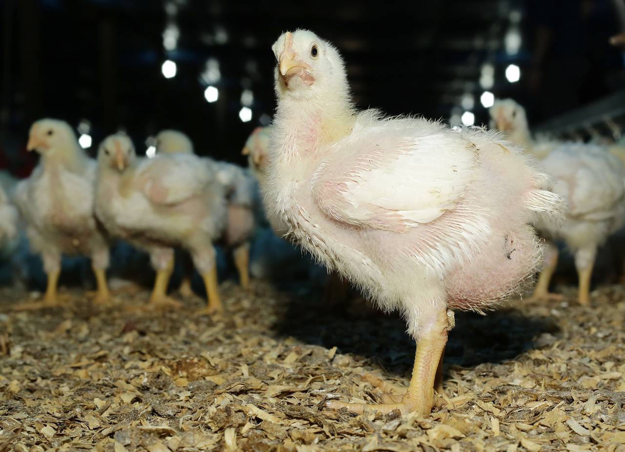Investimento de R$ 20 milhões triplica capacidade de gigante paranaense de proteína animal