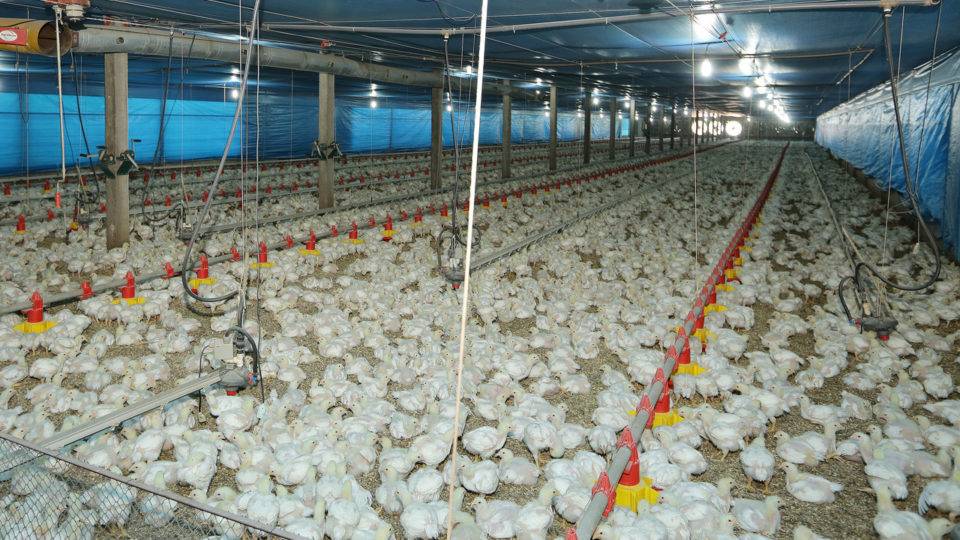 Como o coronavírus na China afeta a economia do Paraná Aviário em Mandaguaçu, interior do Paraná. O estado é o maior produtor de frangos do país.