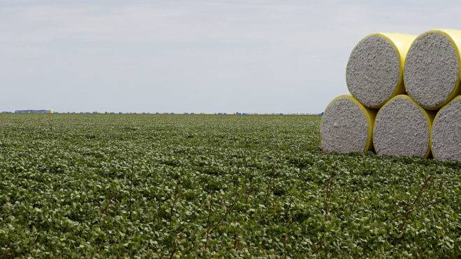 Os destaques ficaram por conta do cultivo de milho, algodão e soja