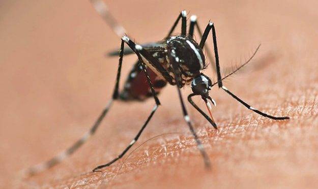 Aedes aegypti: STF discute constitucionalidade do uso de aeronaves para combater o mosquito.