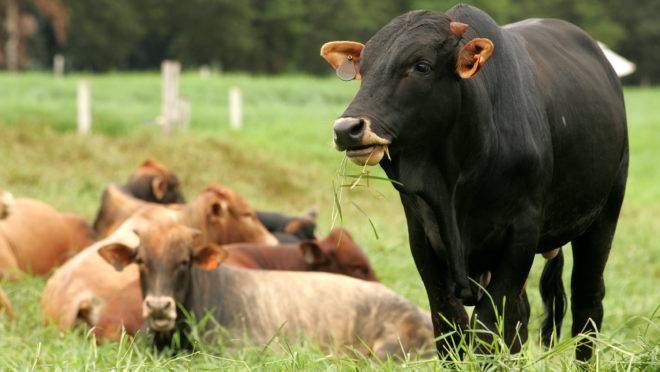 Diferentes raças de gado têm maior ou menor susceptibilidade à infestação de carrapatos