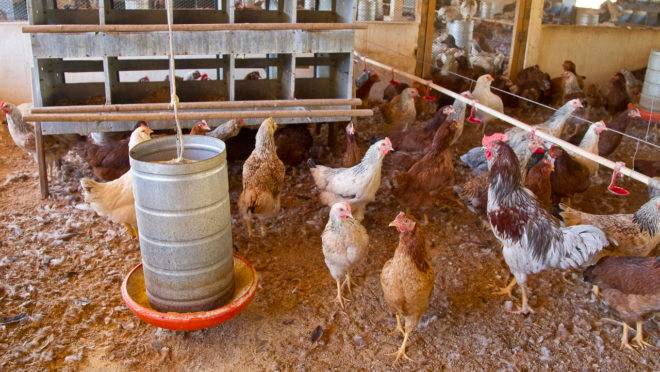 De todas as granjas do país, 56,9% produziram ovos para o consumo e 43,1% produziram ovos para incubação