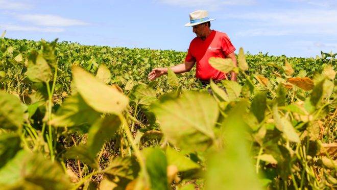 EXPEDIÇÃO SAFRA 2018/2019 – CHAPECÓ-SC – Flávio Fonseca da Rosa, agricultor e produtor