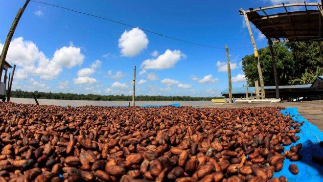 A definição leva em consideração a origem do cacau, as características genéticas e a qualidade da fermentação das amêndoas