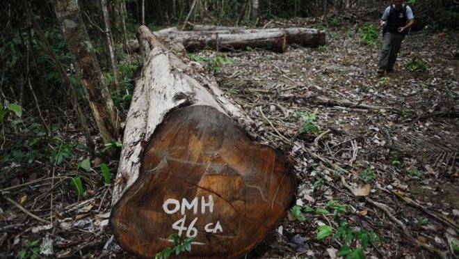 Flagrante de autuação por desmatamento na Amazônia