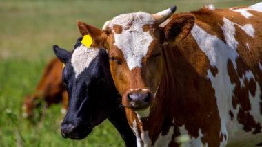 Nestlé utiliza sensor para monitorar felicidade e saúde das vacas Nestlé utiliza sensor para monitorar felicidade e saúde das vacas