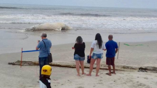 Pessoas observando baleia morta na beira da praia