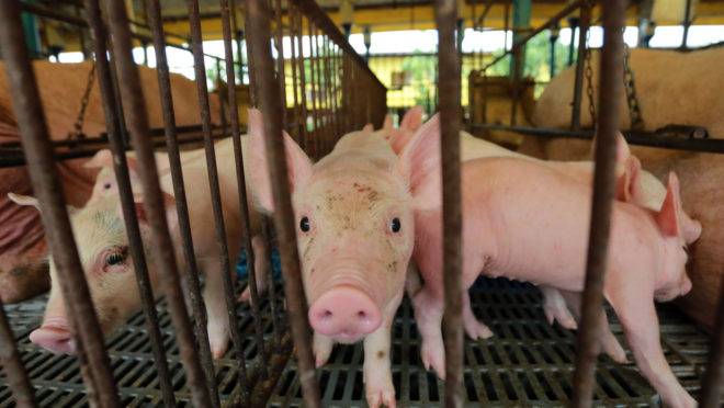 A indústria sul-coreana conta com cerca de 6 mil fazendas, que abrigam 11 milhões de porcos