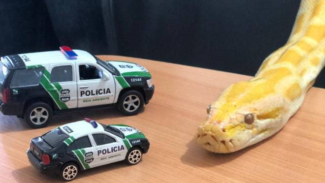 Píton de 3 m estava em uma casa no bairro Capão Raso e era usada em eventos da dança do ventre.