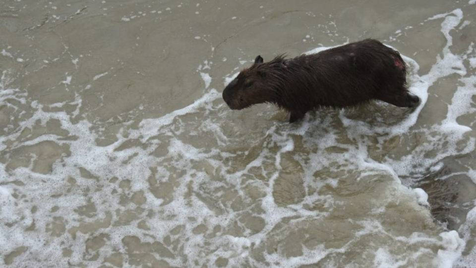 Capivara bastante machucada é encontrada na praia em Guaratuba; veja vídeo Capivara muito machucada apareceu na praia em Guaratuba.