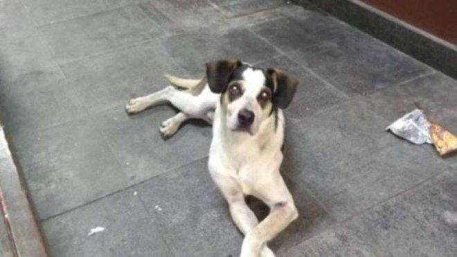 Cachorro morto a pauladas numa loja Carrefour