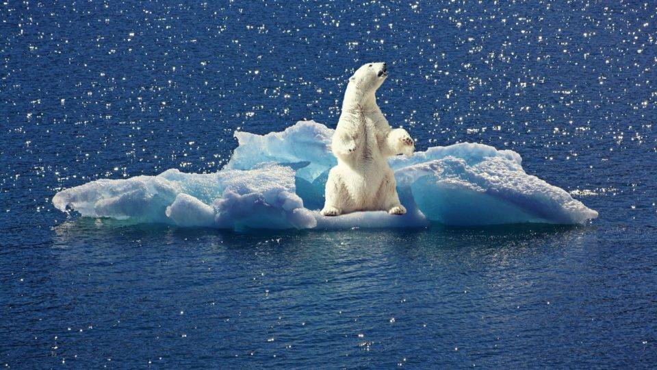 Apesar do sucesso de um vídeo que mostra um urso polar esfomeado "por causa das mudanças climáticas", os números mostram uma história bem diferente.