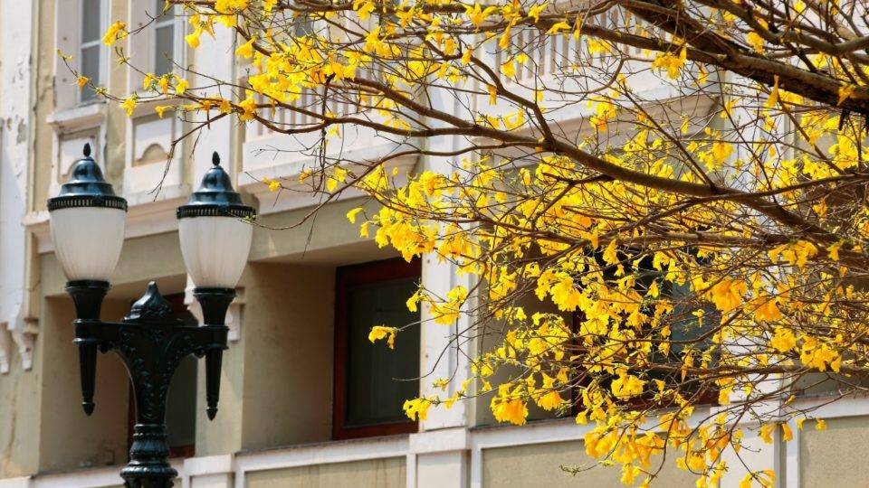 Feirinha, ruas floridas e mais: 5 programas para curtir a primavera em Curitiba A estação mais florida do ano chegou na última segunda-feira (23)