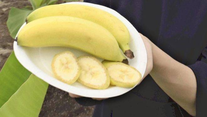TVariedades de bananas que vão ser produzidas em Niigata podem ser consumidas com casca e tudo