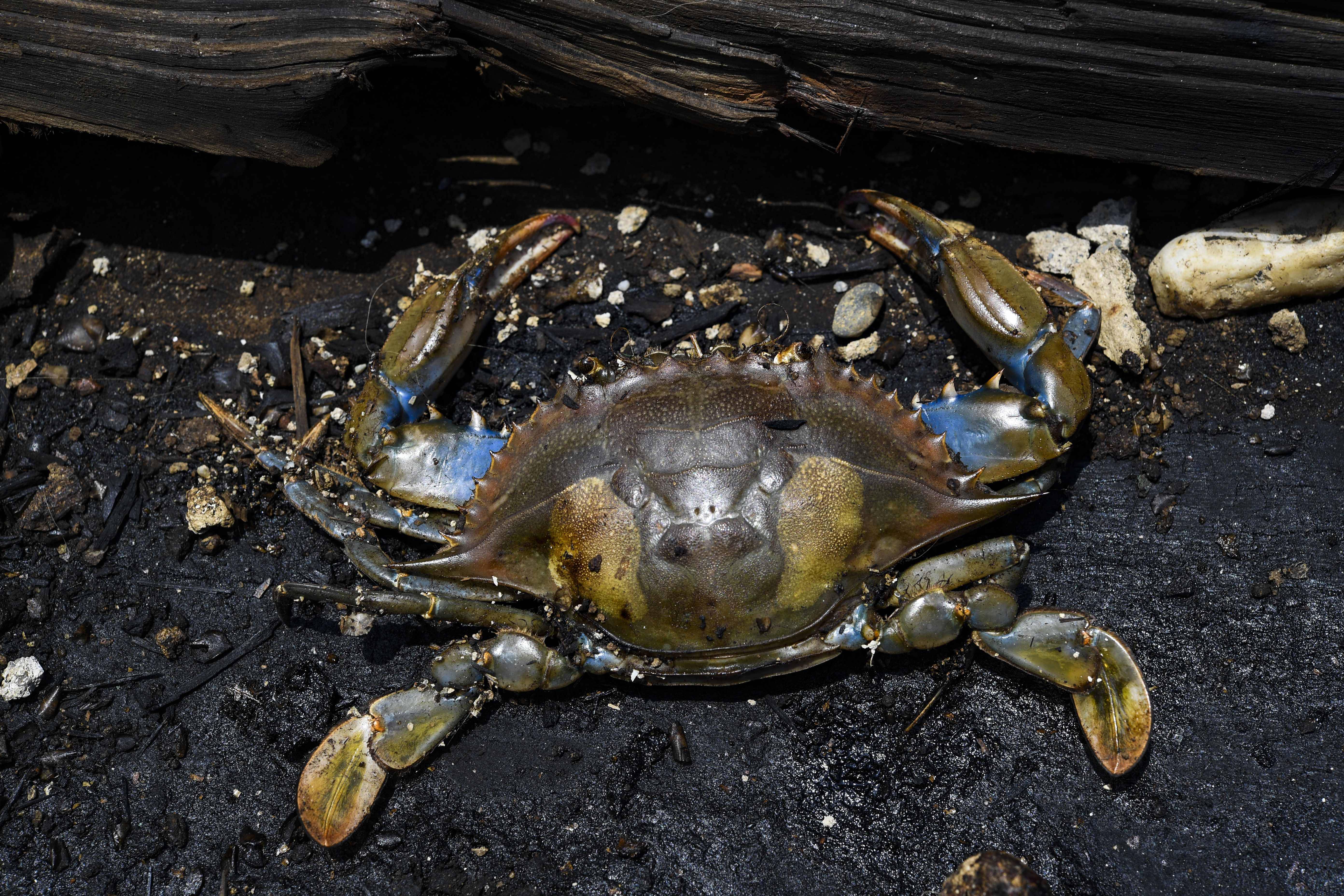 Caranguejo contaminado nas margens do poluído lago Maracaibo | Foto: YURI CORTEZ/AFP Caranguejo contaminado nas margens do poluído lago Maracaibo | Foto: YURI CORTEZ/AFP