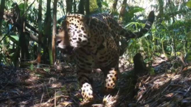 Onça-pintada flagrada na Serra do Mar no Paraná.