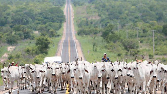 Expedição Safra 2016/2017, rodou mais de 4 mil quilômetros por lavouras do – Matopiba -Maranhão, Tocantins, Piauí e Bahia, nova fronteira agrícola brasileira no Norte/Nordeste do Brasil. Boiada sendo conduzida pelos peõs pela BR 163 no estado do Tocantins – boi na pista disputando espaço com caminhões e carros. comitiva boiadeira