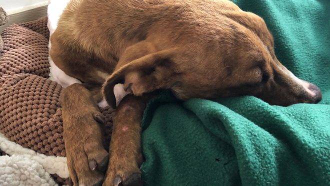 Cachorro foi resgatado depois de passar mais de um mês sob escombros deixadados pelo furacão Dorian
