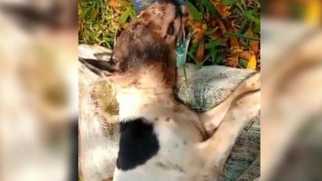 Pit bull foi resgatado visivelmente ferido, mas já passa bem