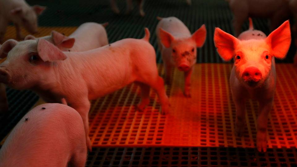 Ultrapassa os 7 milhões número de animais eliminados por peste suína Peste suína africana leva mais de 7 milhões de animais ao abate sanitário na Ásia