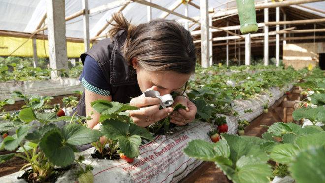 Assistência técnica nas propriedades é uma das principais reivindicações da agricultura familiar