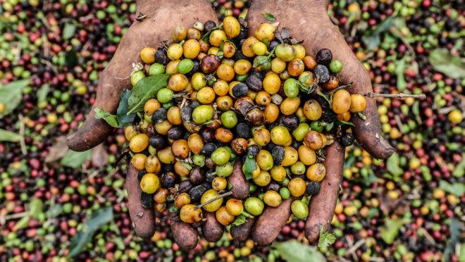 Na região do Parque Nacional do Caparaó, no Espírito Santo, são produzidos alguns dos melhores cafés do Brasil.