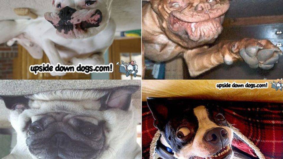 Internautas enviam fotos de seus cachorros para o blog | Reprodução / Upsidedowndogs.com