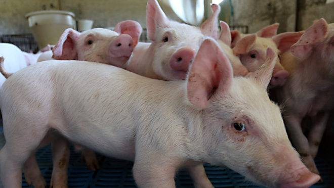 Só nos EUA, foram contabilizados 77,7 milhões de porcos em setembro