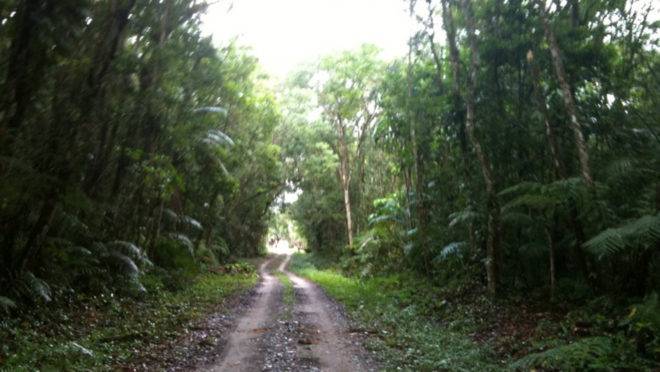 Entrada de uma das trilhas do Parque Estadual do Palmito.