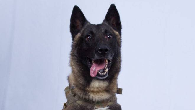 Foto publicada pelo presidente americano Donald Trump do cão que participou da ação militar que terminou com a morte do líder do Estado Islâmico