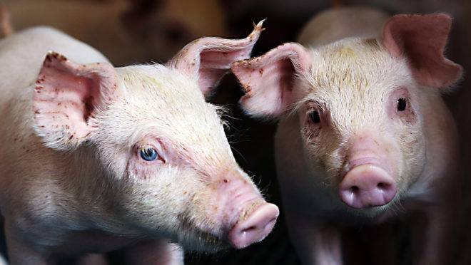 A China suspendeu os embarques de carne do país em junho