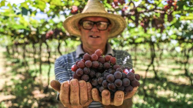 Natal Perozzo é o único produtor de uvas niágara de plantio comercial na região de Formosa (GO). Ele conseguiu obter altas produtividades a partir de enxertos entre variedades diferentes.