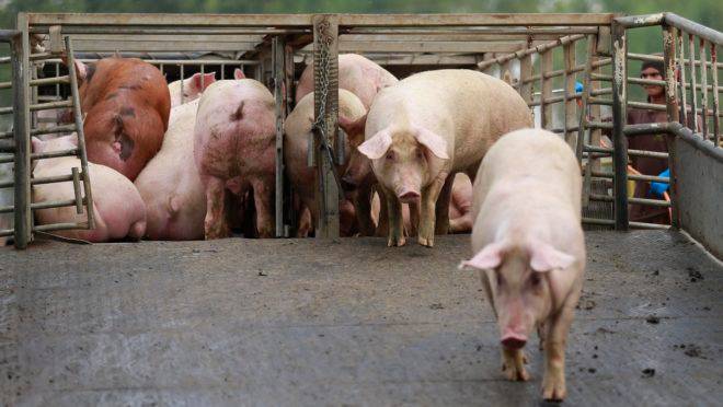 Foram autorizados 5 frigoríficos produtores de carne suína, 5 de carne bovina e 3 de aves